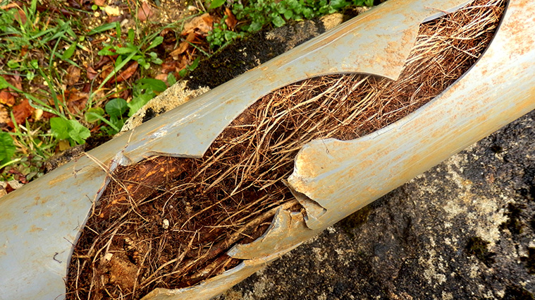 How Tree Roots Can Impact Your Drainage System - My Plumber Kelowna